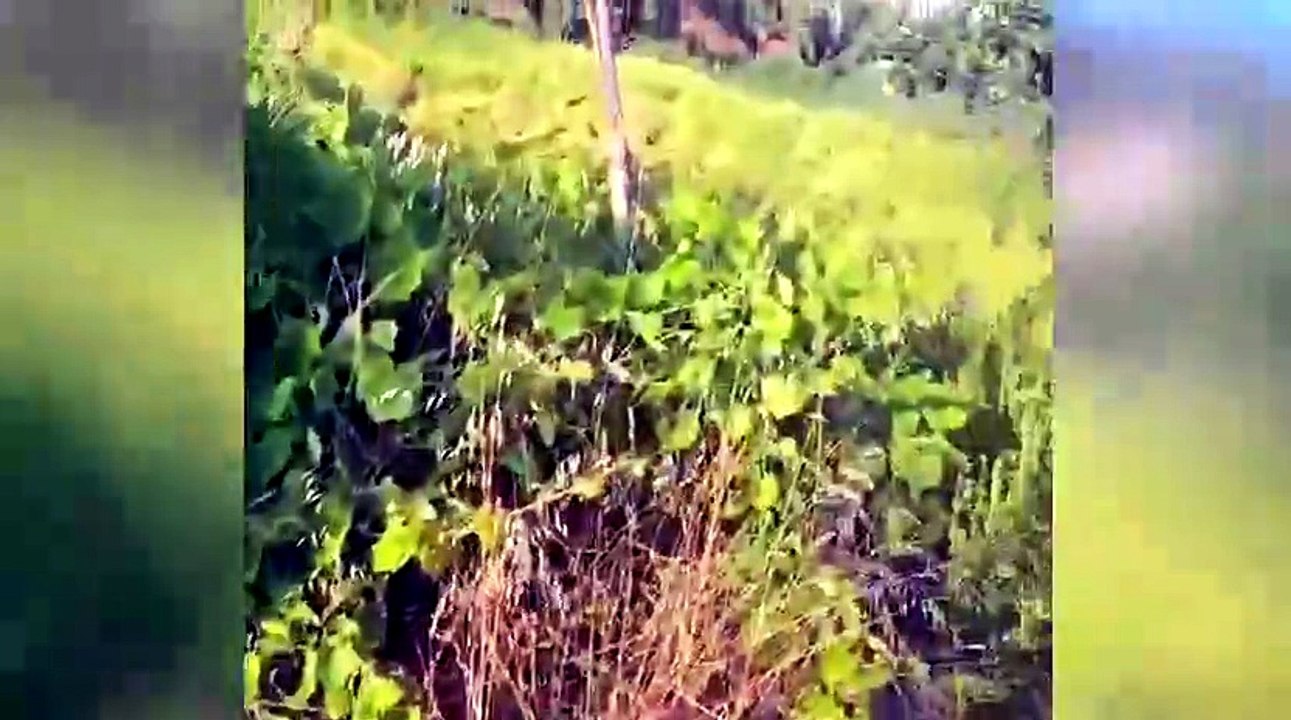 Incendi Calabria