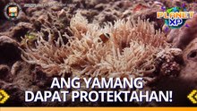 Planet XP: Bakit napakahalaga ng Verde Island Passage?