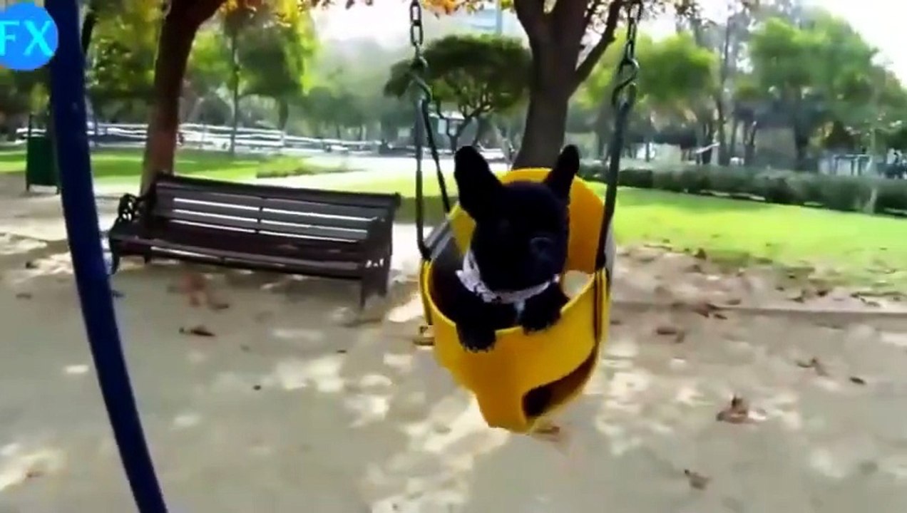 Funny Animals [Full Movie]