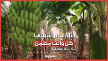 هل الحجم الكبير هرمونات؟.. مزارع موز بالشرقية إشارات لو شفتها كُل وأنت مطمن