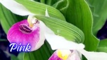 slippers Orchid Flower