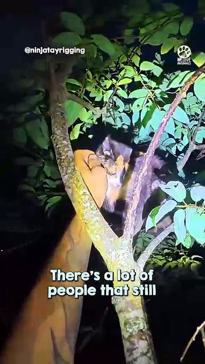 Kindhearted Climber Risks his Life to Save Animals in Need 🥹❤️#CatRescue #AnimalRescue #TreeRescue #CatInTree #PetRescue #WildlifeRescue #AnimalLovers #Heartwarming #BraveHero #Nature #AmazingAnimals #ViralVideo #Trending #YouTubeShorts #Shorts #FYP #Res