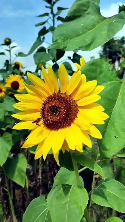 Sunflower Seeds