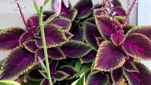 mixed color hosta seeds