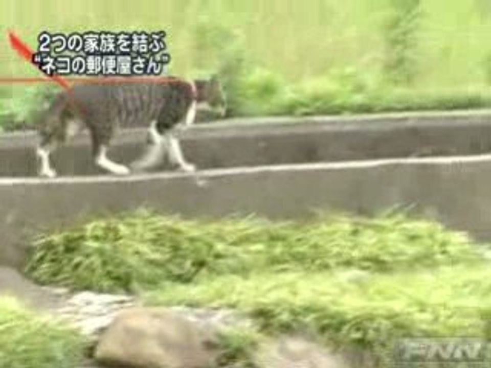 Nekobin