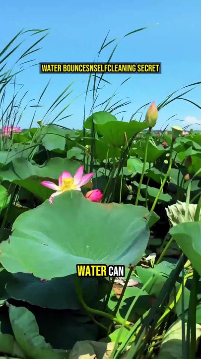 🤯 Water Bounces? Self-Cleaning Secret!