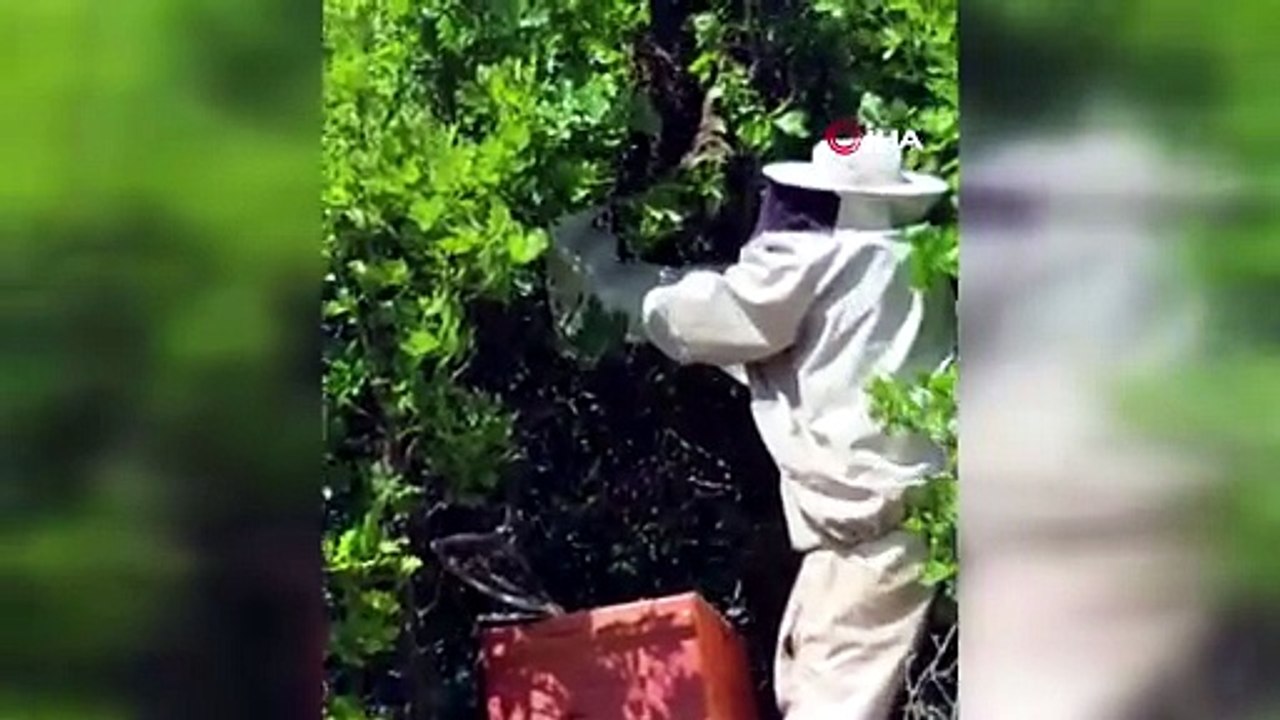 Kovandan firar edip ağaca oğul verdiler