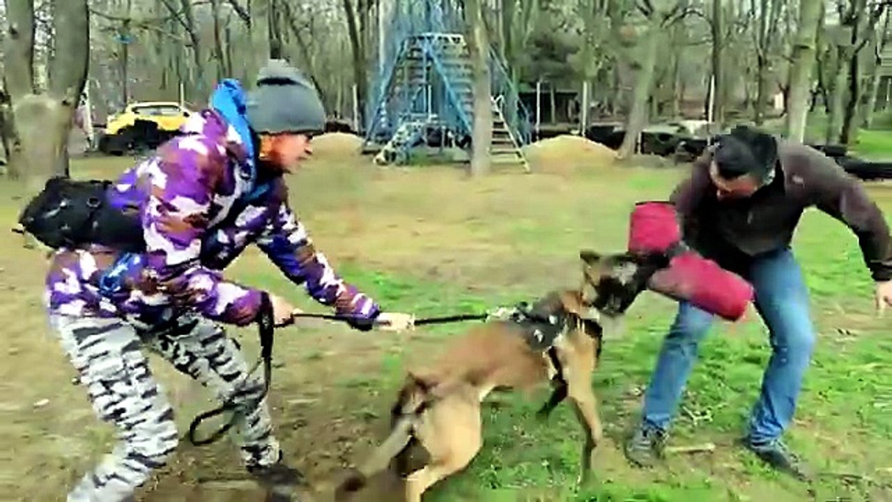 Training a powerful grip in dogs. Malinois, Pitbull, Cane Corso. Dog training. GUARD. Odessa Ukraine