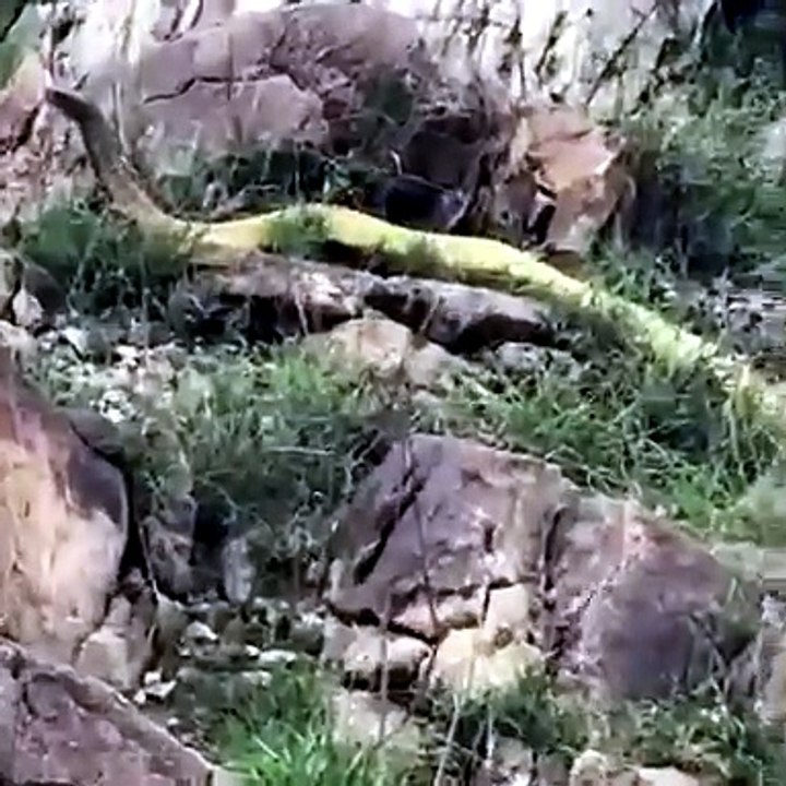 Big Snake He throws stones at her, but she does...