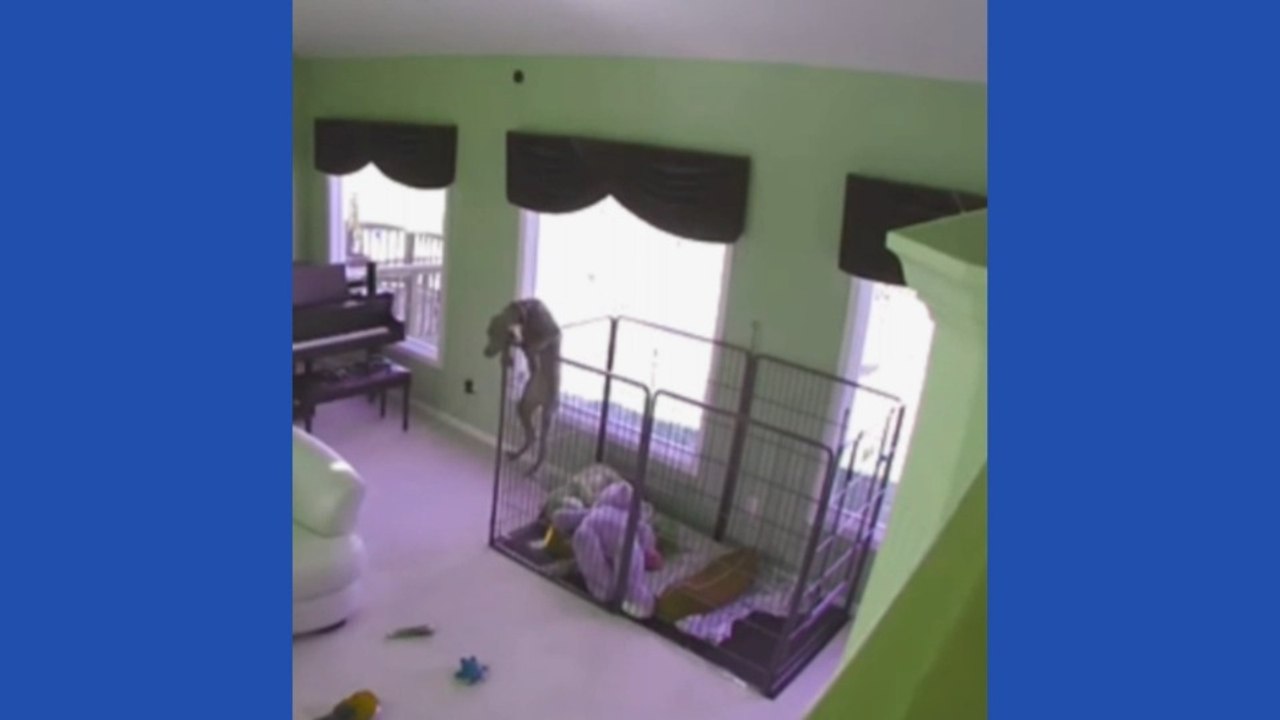 Funny Pet Escape | Try Not To Laugh