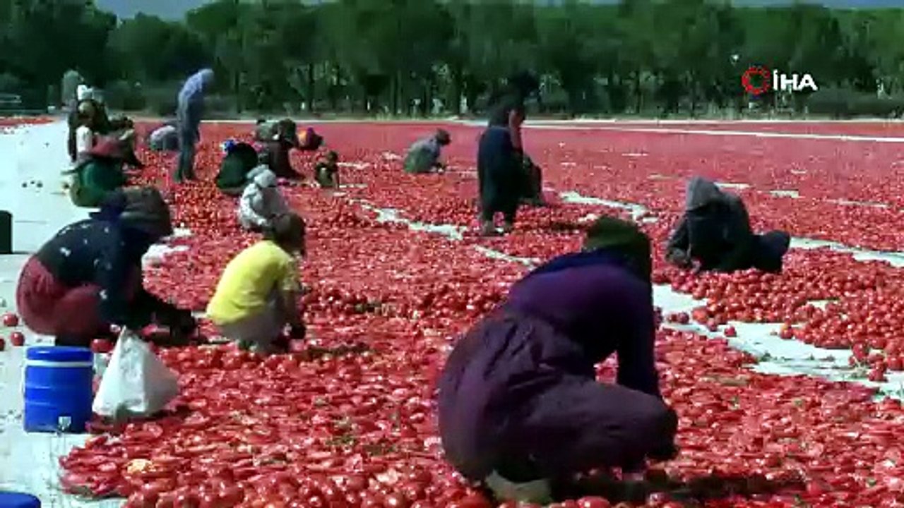Kamyonlarla taşınıyor, güneşin altında lezzete dönüşüyor! 4 ülke bu lezzetin peşinde