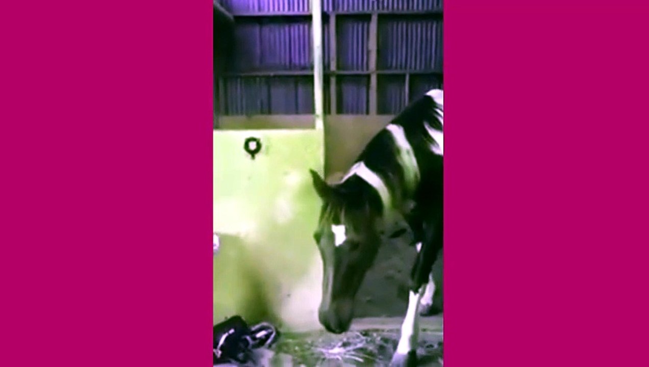 Funny Animal Tries to Escape