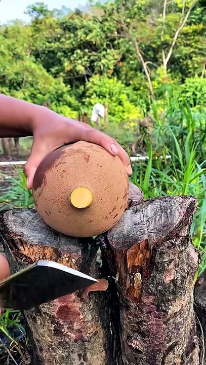 Giant Fruit Cutting ASMR | Oddly Satisfying Knife Cutting Video 🍈