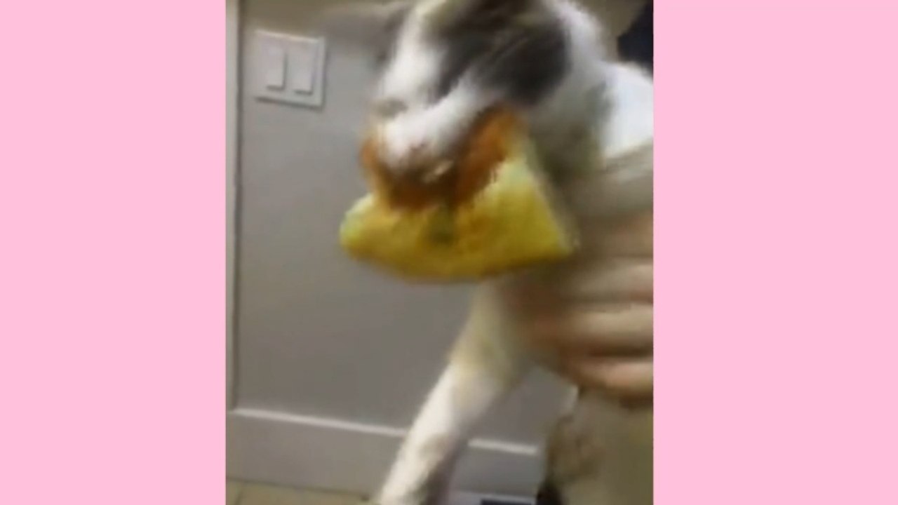 funny pet moments