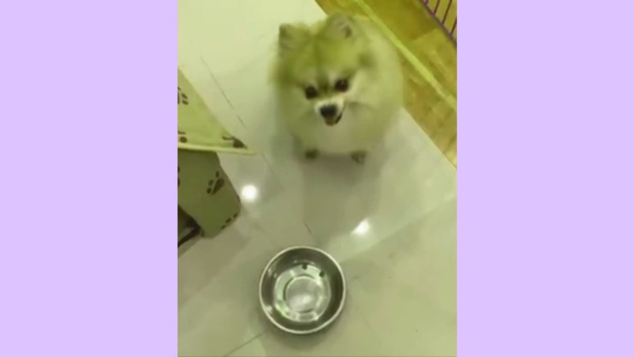 Super Funny Animals