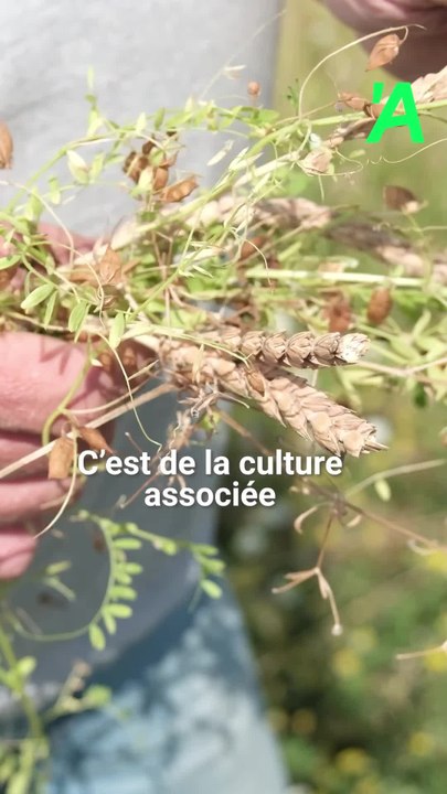 Organic: une école supérieure d'agriculture biologique
