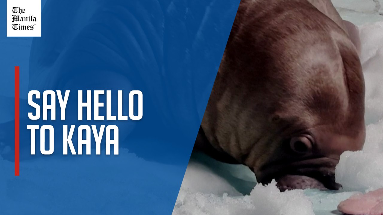 SeaWorld Abu Dhabi welcomes region's first walrus calf