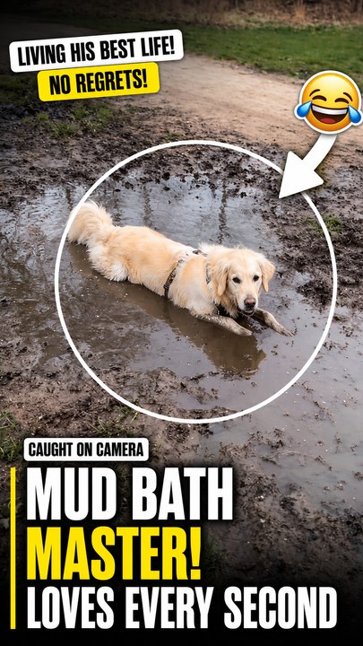 The playful dog has a joyful moment sitting in a muddy puddle