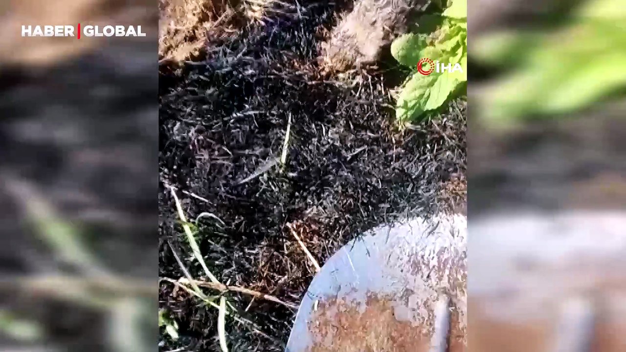 köstebek sandı, gerçek çok başka çıktı