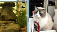 This AI Cat Edit Is Absolutely Crazy! 🐱🤯