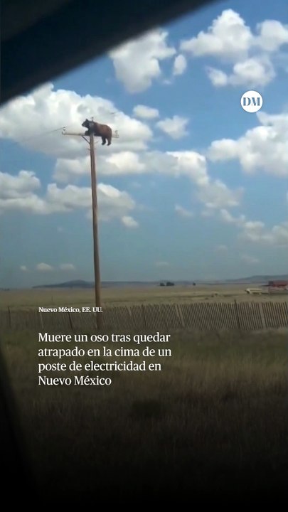 Muere un oso tras quedar atrapado en la cima de un poste de electricidad en Nuevo México
