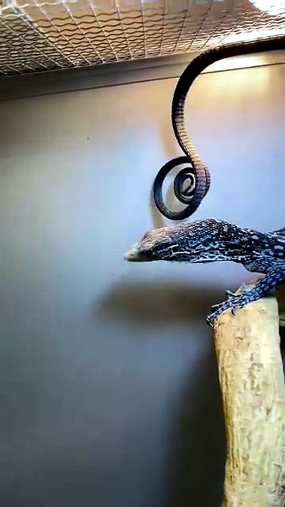 La queue de ce Varan bleu est magnifique