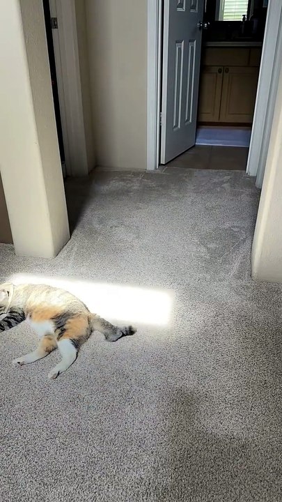 Ce chat cherche le soleil pour sa sieste
