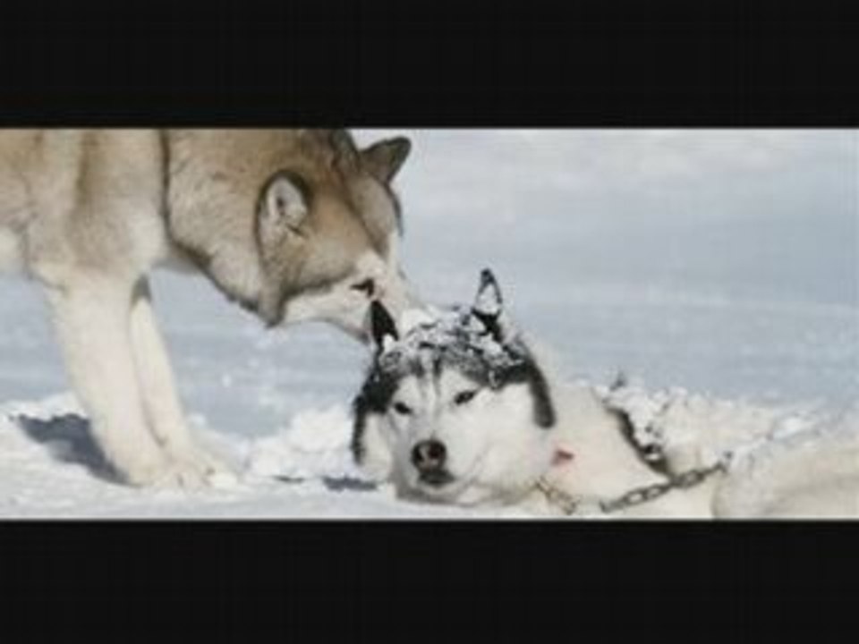 Hiver/Yuki/Neige/Snow