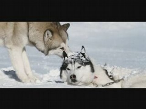 Hiver/Yuki/Neige/Snow