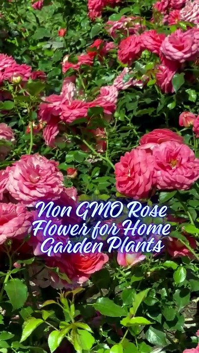 Red Rose Seeds 20 Pack – Non GMO Rose Flower fo...