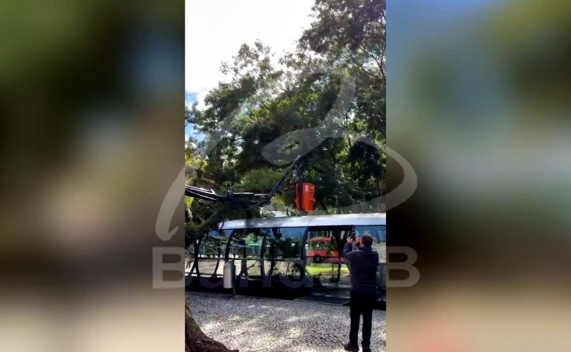 Árvore cai em tubo na Praça Rui Barbosa