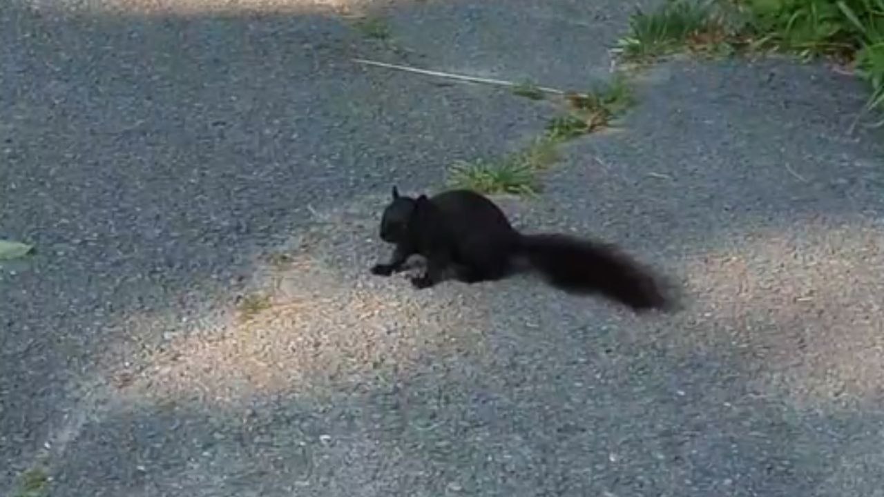 Fearless Squirrel Steals the Show at Arboretum Gathering