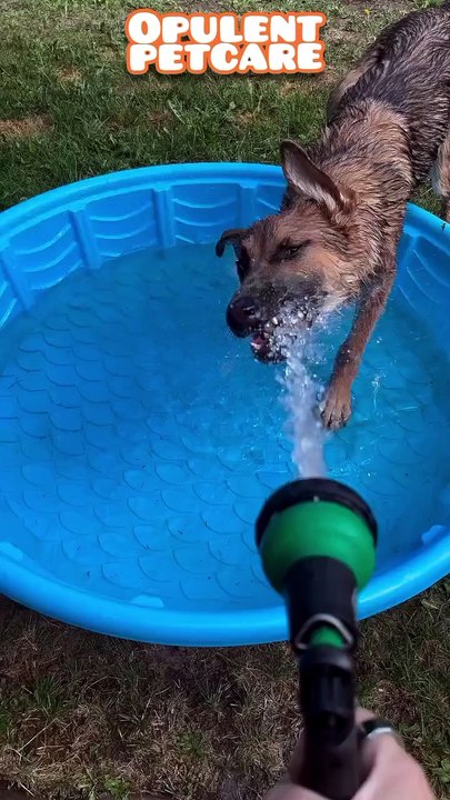 Foam Spray Gun Pet Wash Generator – High Pressure Multi-Function Sprayer for Dogs, Cars & Home Cleaning – Flash Sale $16.60