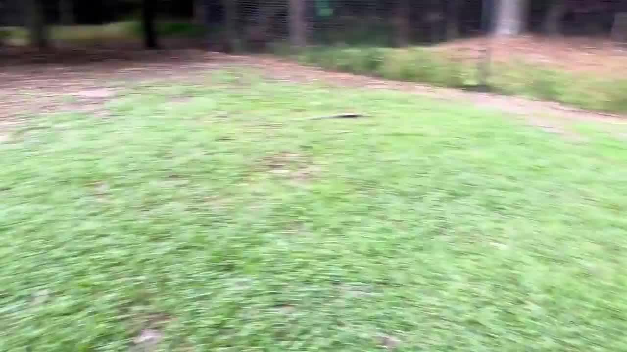 Italian Greyhound Chases Another Dog Across Dog Park
