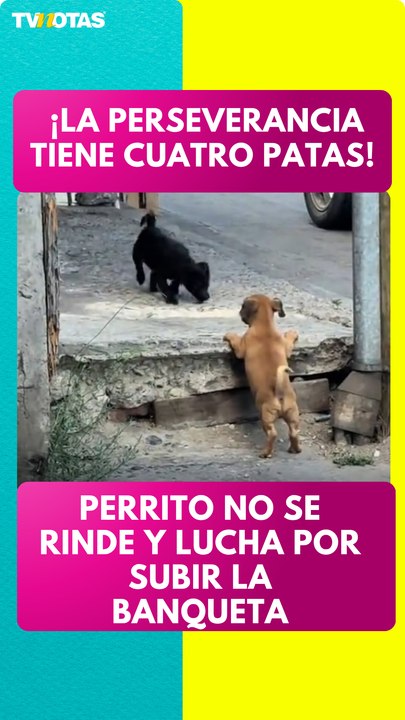 perrito no se rinde y lucha por subir la banqueta
