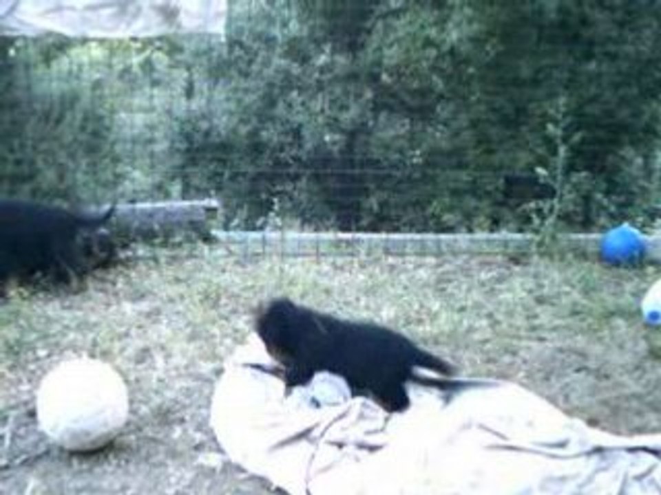 CHIOTS