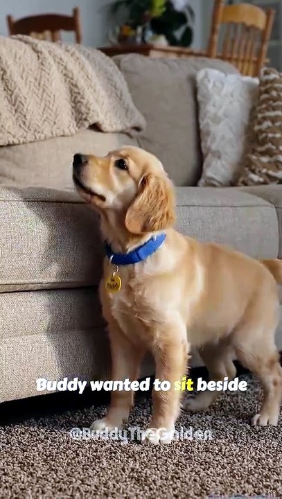 Would you help your pup up... or let them keep trying?