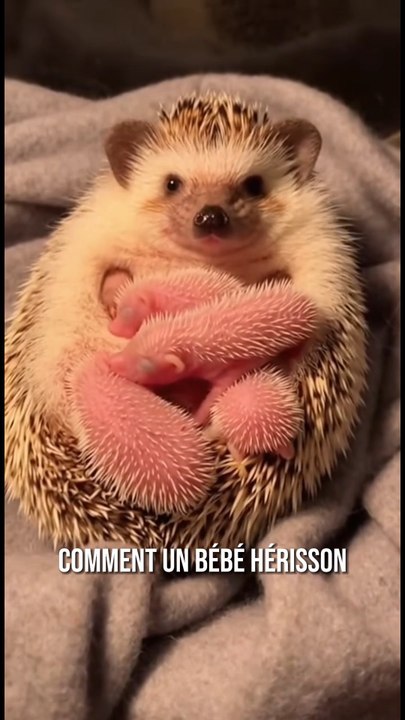 Comment les bébés hérissons naissent-ils avec des piquants ? 🦔