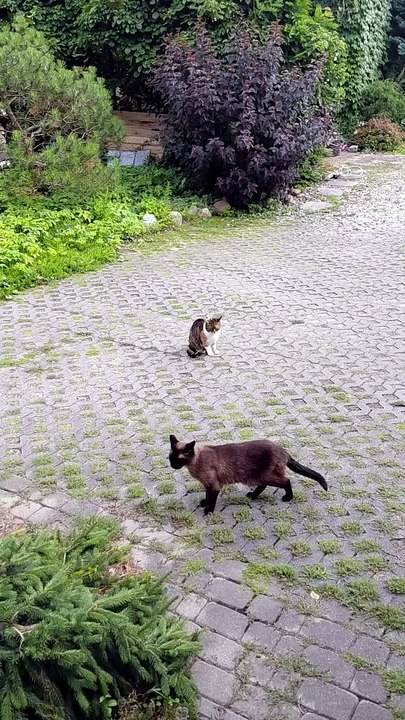 Sneaking by... because the boss is watching. 😼👀 #cats #funnycats #catlovers