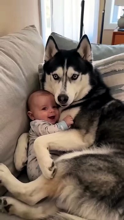Dog reaction#Dogs__#fypシ゚viralシ_#sheldonthedramaking_#husky_#viralpost_(360p)
