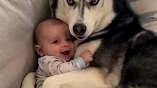 Dog reaction#Dogs__#fypシ゚viralシ_#sheldonthedramaking_#husky_#viralpost_(360p)