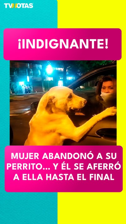 ¡Indignación! Perrito intentó regresar con su dueña tras presunto abandono