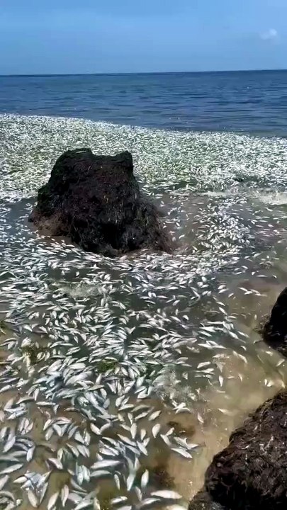 Detectan cientos de peces muertos en Puerto Morelos: indagan sargazo como posible causa