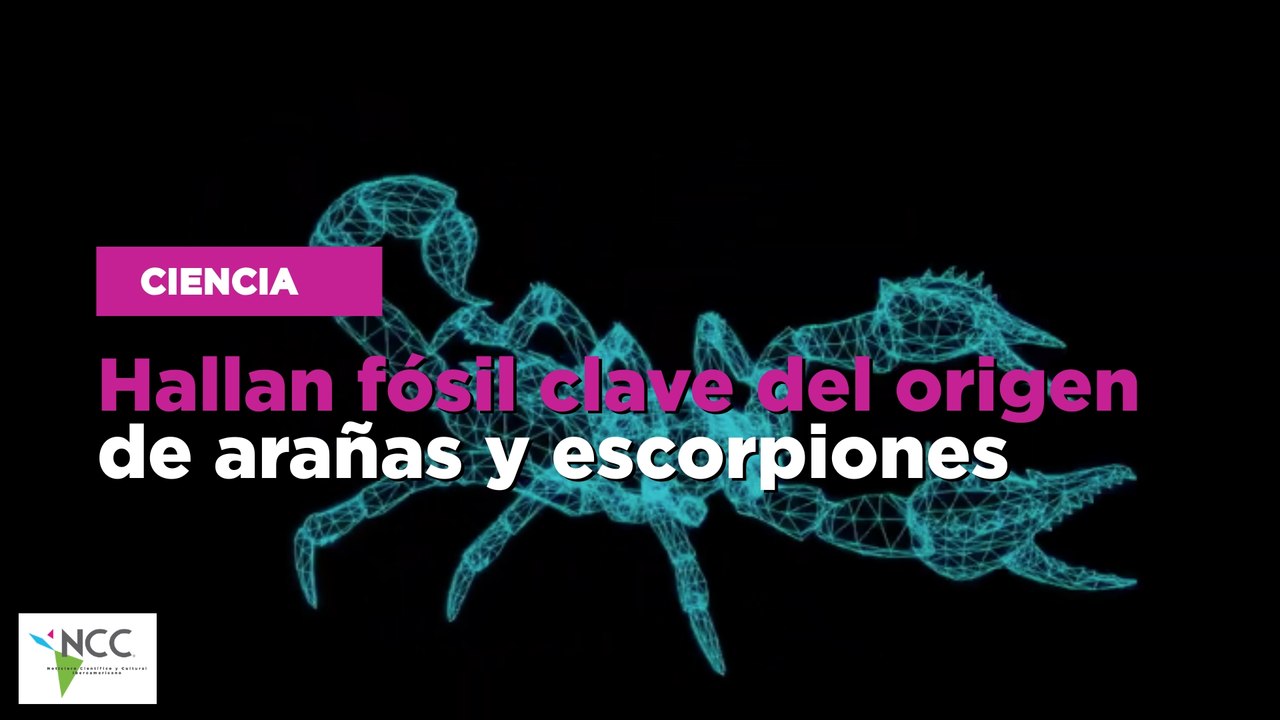 Hallan fósil clave del origen de arañas y escorpiones