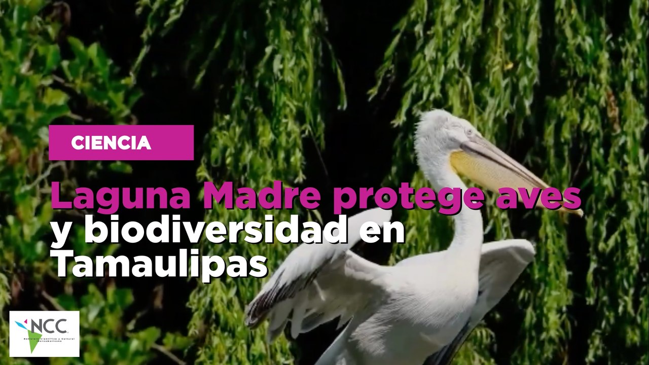 Laguna Madre protege aves y biodiversidad en Tamaulipas