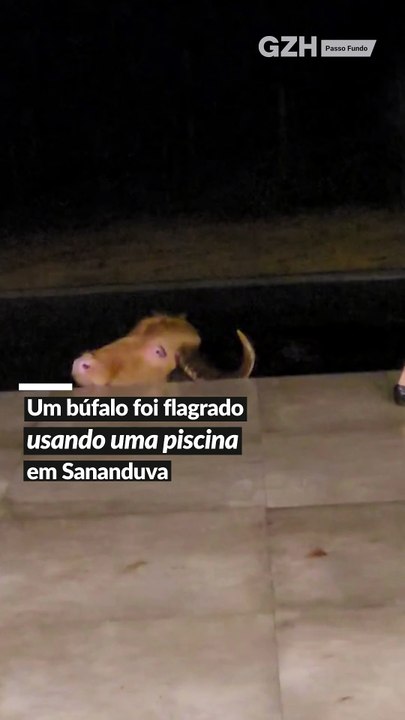 Búfalo troca açude por piscina e passa sete horas "aproveitando o banho" em Sananduva