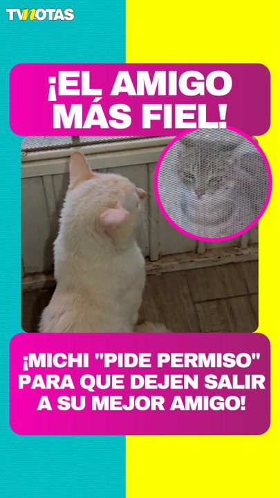 Gatito se vuelve viral por “pedir permiso” para que dejen salir a jugar a su mejor amigo