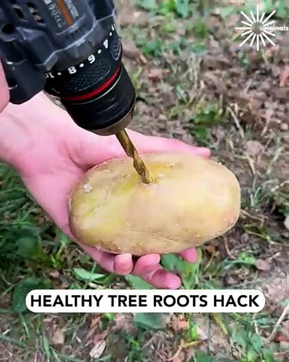 How to properly plant a potato🥔