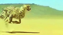 Entertainment