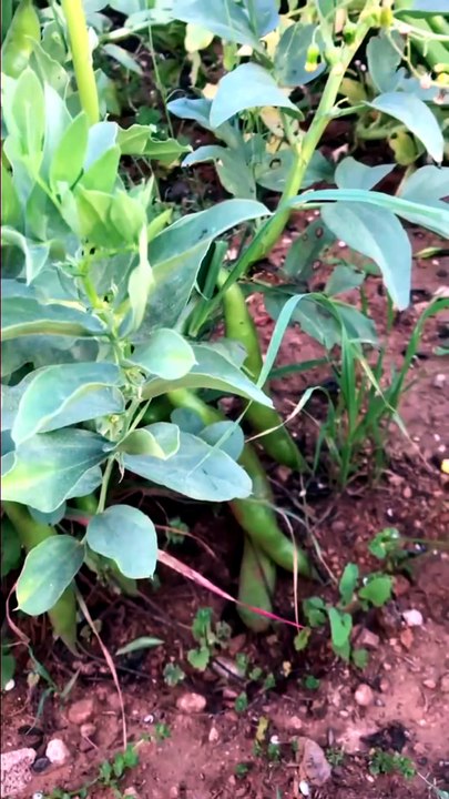 broad bean harvest
